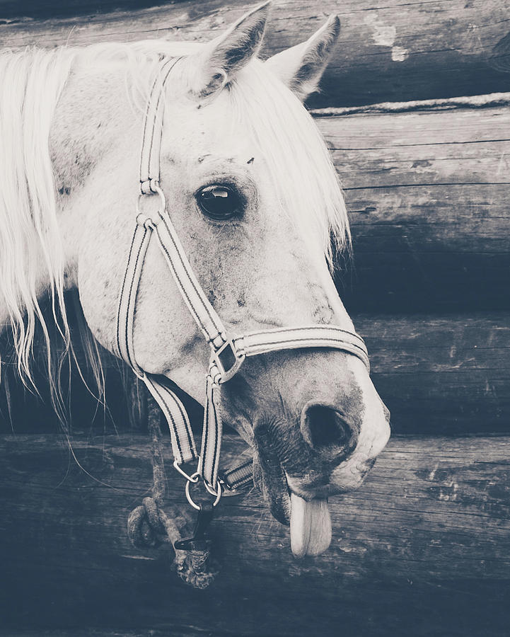 Arabian Horse Head Photograph
