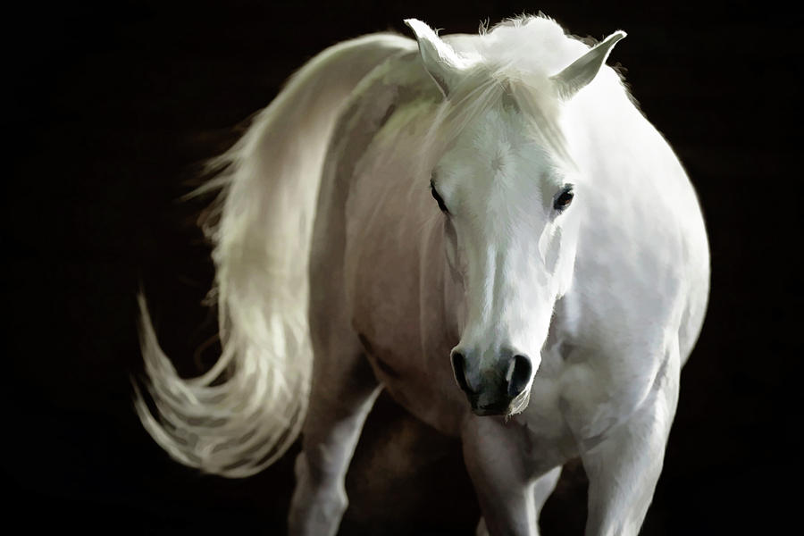 Arabian Horse II Photograph by Athena Mckinzie