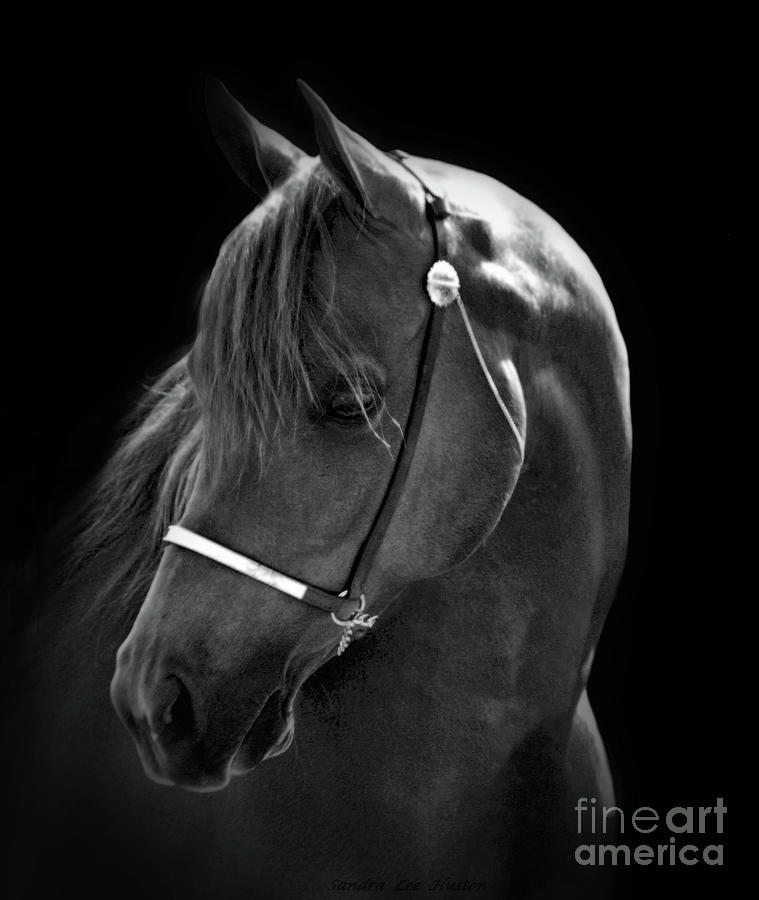 Arabian Horse in Black and White Photograph by Sandra Huston