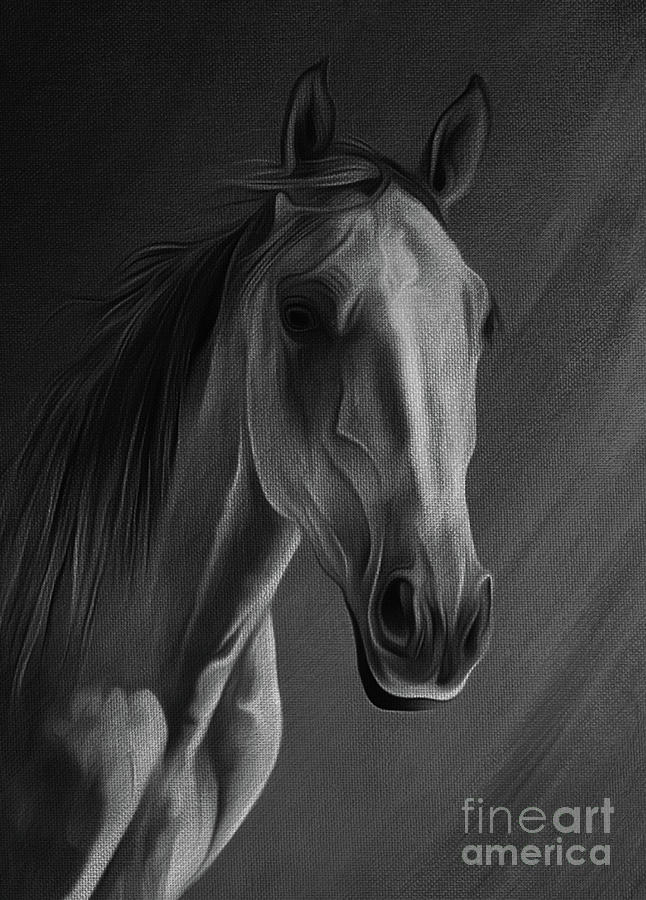 Arabian Horse Portrait 02 Painting by Gull G
