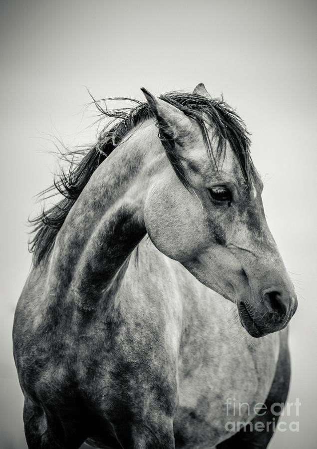 Arabian Horse Portrait in Black and White Photograph by Dimitar Hristov