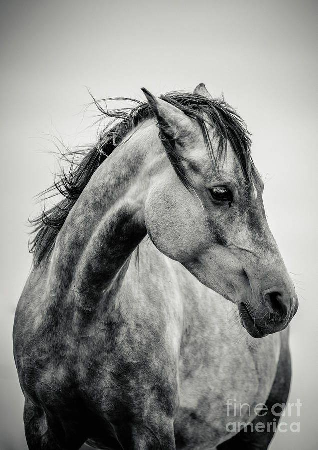 black and white horse