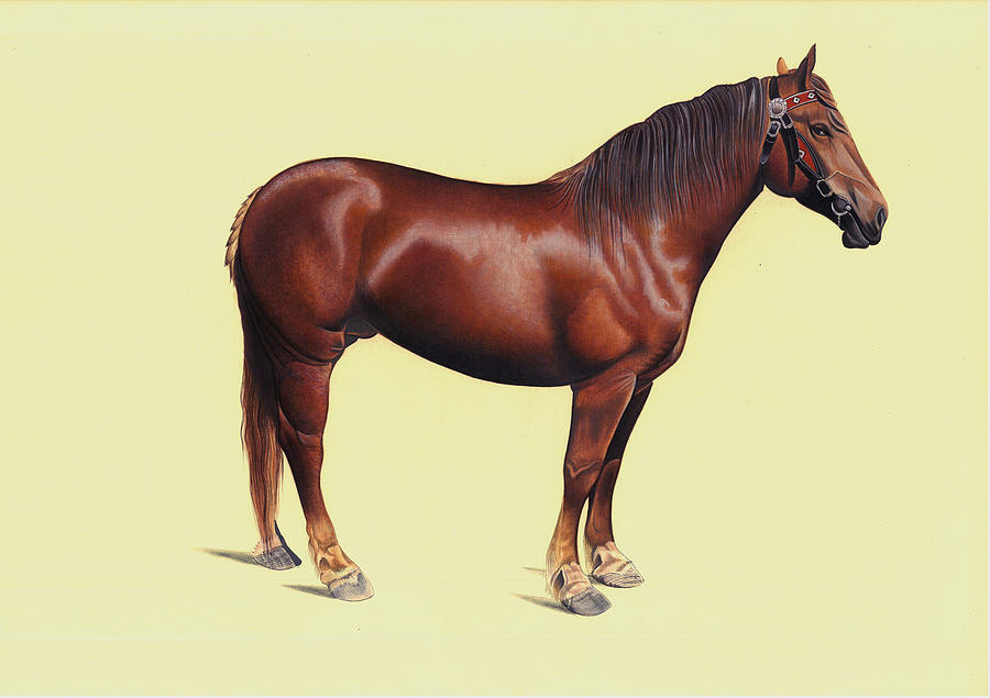 Arabian Horse Realistic Painting, Indian Miniature Watercolor Artwork India. Painting by A K Mundra