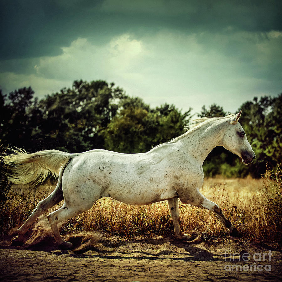 Arabian horse running in the field Photograph by Dimitar Hristov