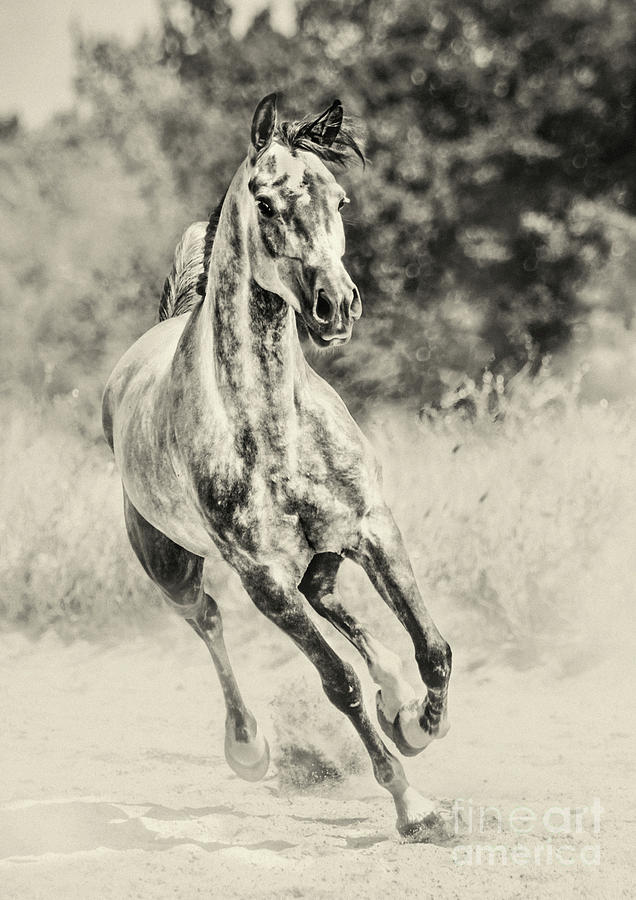 Arabian horse running on sunny meadow Photograph by Dimitar Hristov