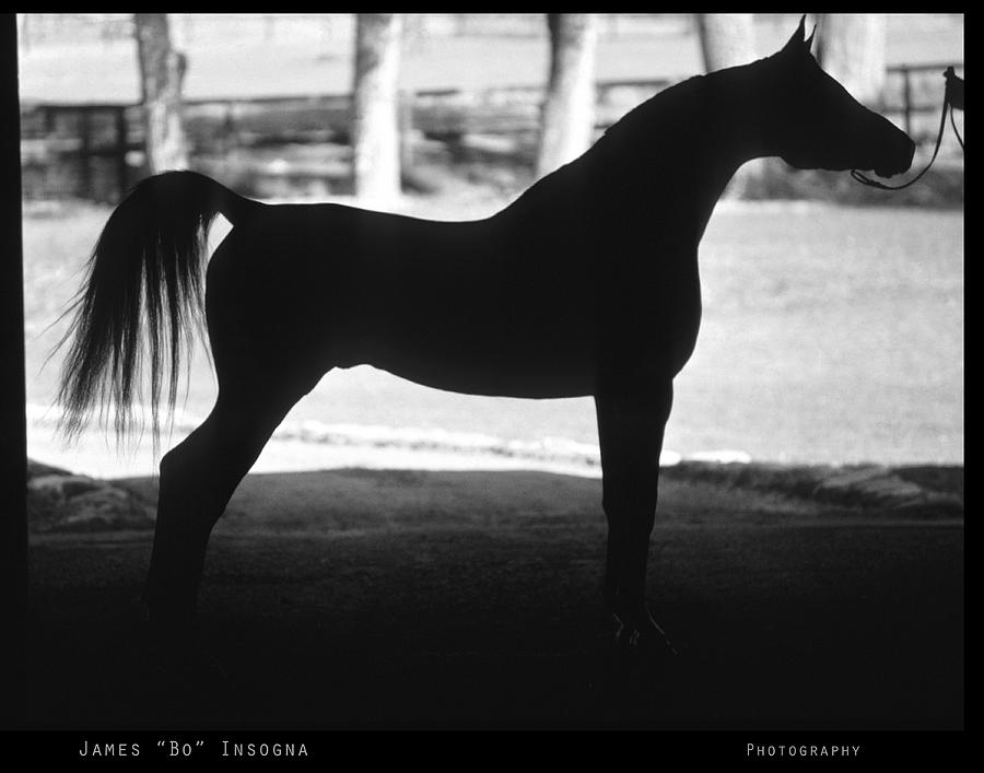 Arabian Horse Silhouette Black and White Print Photograph by James BO Insogna