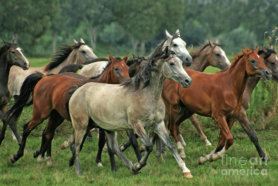 Arabian horses from Babolna stud Photograph by Ang El