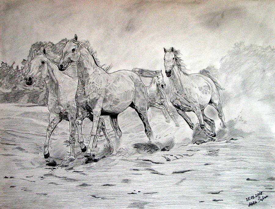 Horse Drawing - Arabian horses by Melita Safran