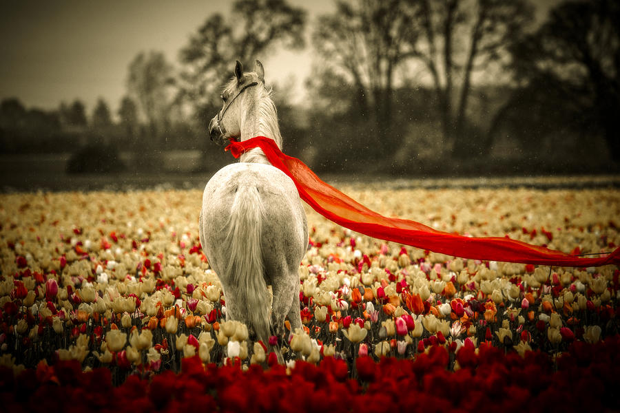 Arabian In A Tulip Field Photograph by Wes and Dotty Weber