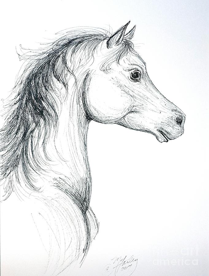 Horse Drawing - Arabian in Ink by Maureen Farley