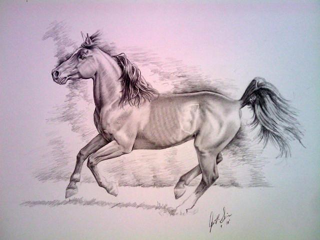 Arabian Drawing by John Senior - Fine Art America