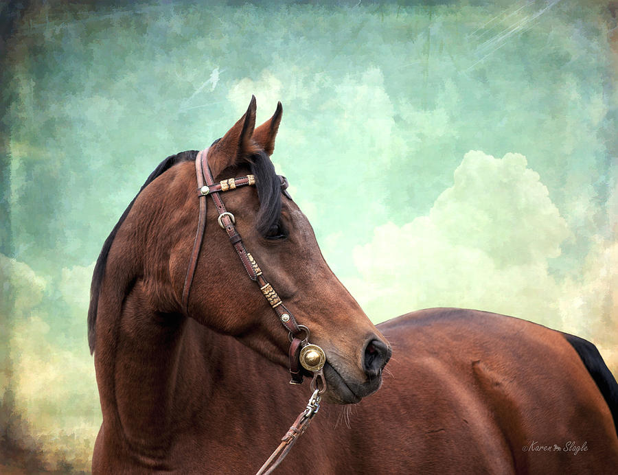Arabian Mare with Headstall Photograph by Karen Slagle