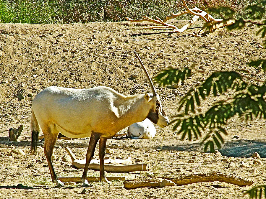 Arabian Oryx by a Tree in Living Desert Zoo and Gardens in Palm Desert-California   Photograph by Ruth Hager