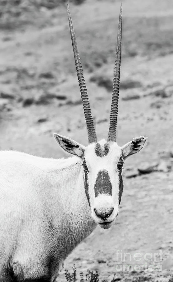 Arabian Oryx in black and white  Photograph by Ruth Jolly