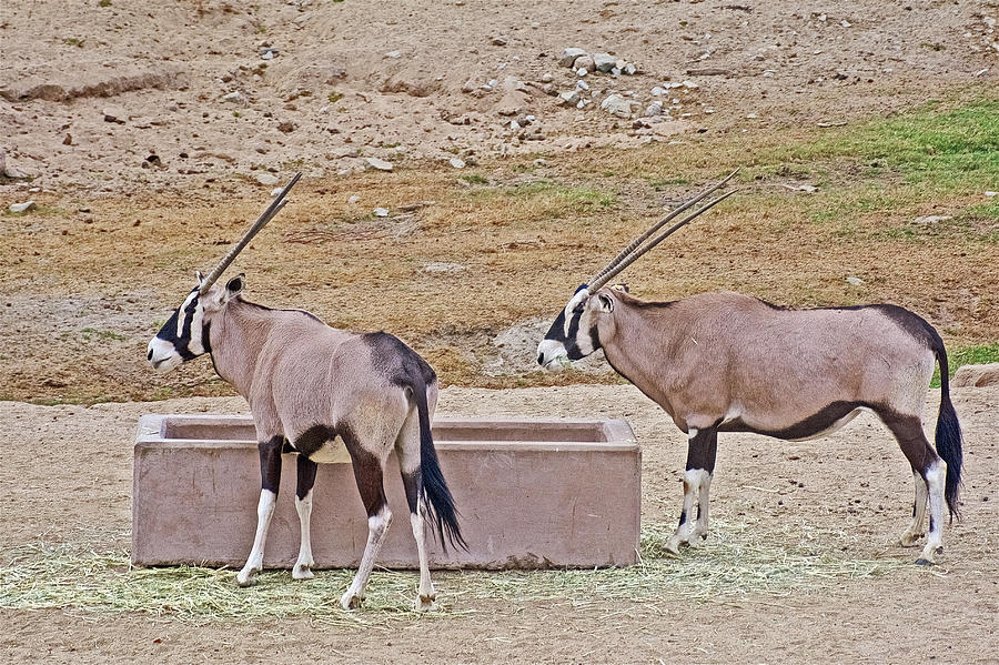  Arabian Oryx in San Diego Zoo Safari Park near Escondidio, California  Photograph by Ruth Hager