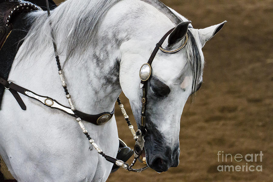 Arabian Show Horse 12 Photograph by Ben Graham