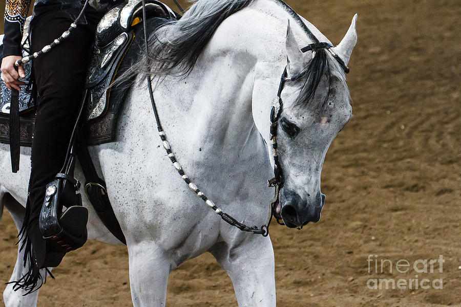 Arabian Show Horse 15 Photograph by Ben Graham