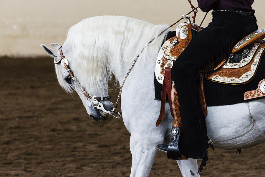 Arabian Show Horse 2 Photograph by Ben Graham
