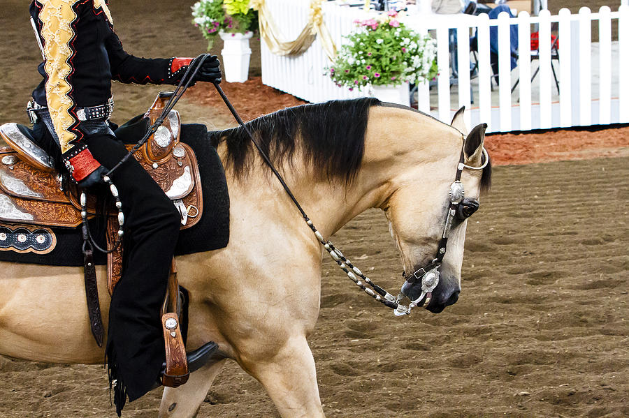 Arabian Show Horse 5 Photograph by Ben Graham