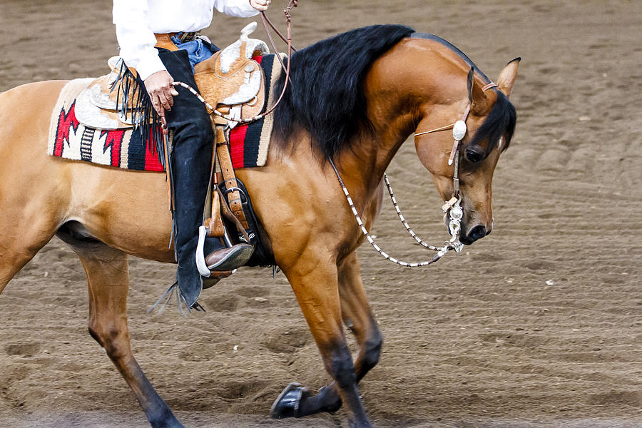 Arabian Show Horse 9 Photograph by Ben Graham