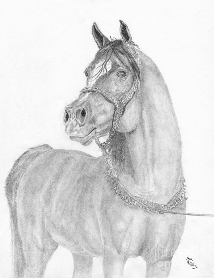 Horse Drawing - Arabian Stallion with Ornaments by Lara Kittelson