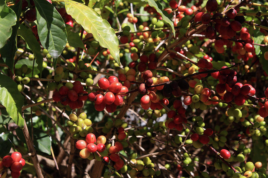 Arabica Coffee Beans, Ethiopia Photograph by Aidan Moran