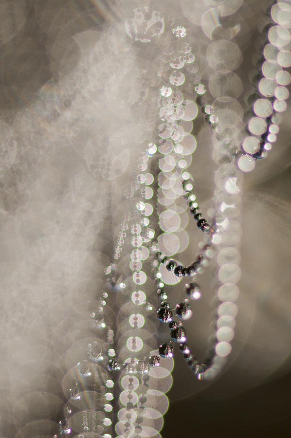 Arachnes Beads Photograph by Robert Potts
