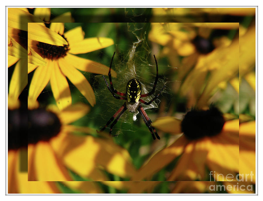 Arachnid Beauty Photograph by Deborah Johnson