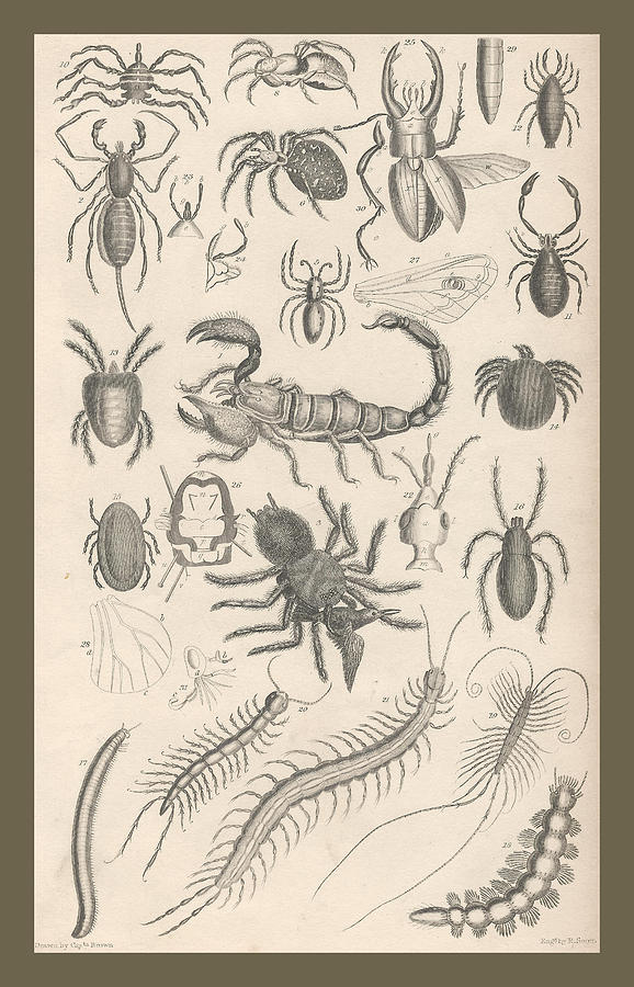John James Audubon Drawing - Arachnides. Myriapoda by Dreyer Wildlife Print Collections 