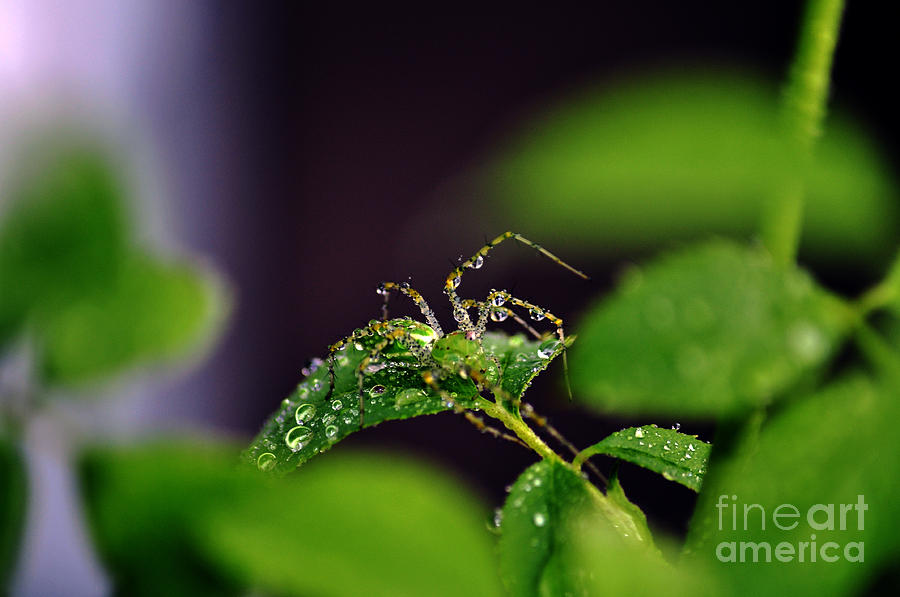 ArachniShower Photograph by Clayton Bruster