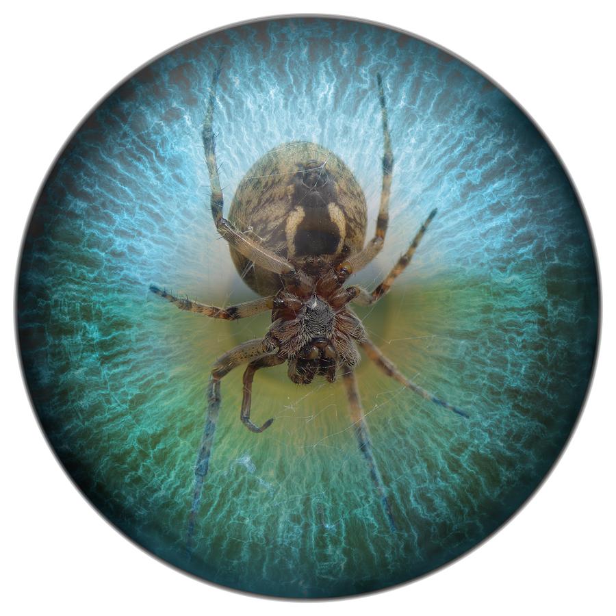 Arachnophobia spider in your sight Digital Art by Miroslav Nemecek