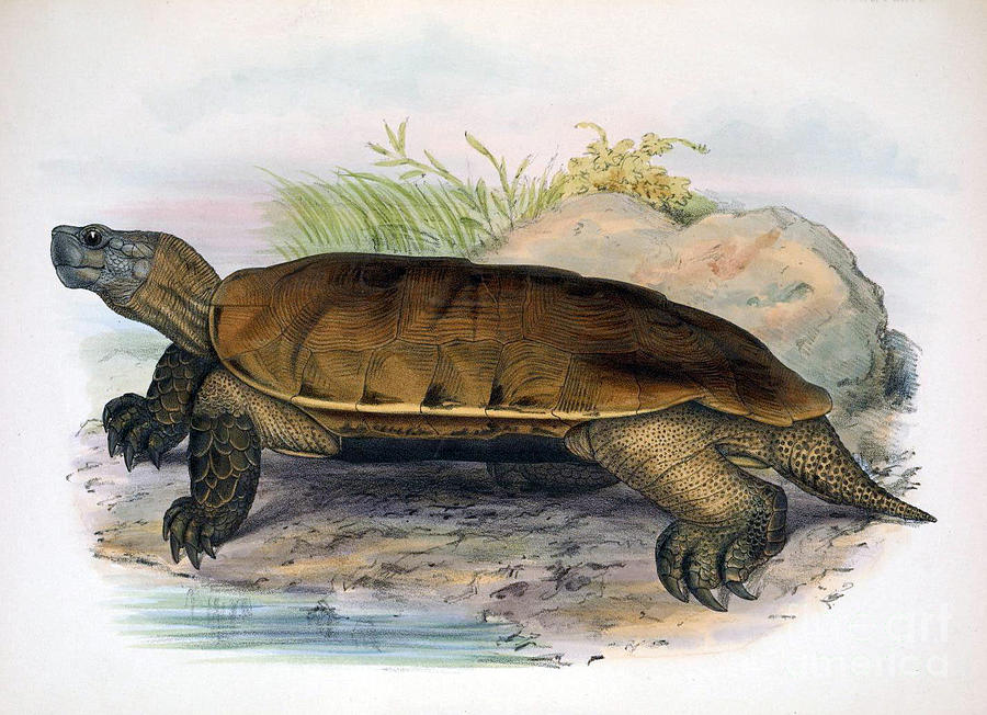 Arakan Forest Turtle, Endangered Species Photograph by Biodiversity Heritage Library