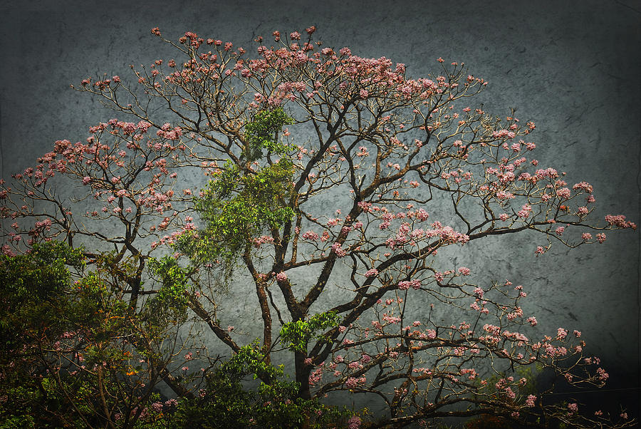 Nature Photograph - Arandalo Tree by Iris Greenwell