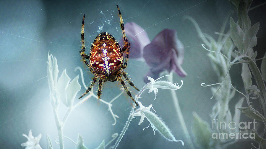 Araneus Spider With Flowers Photograph