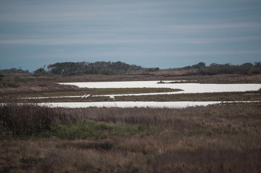 Aransas National Wildlife Refuge Photograph by Wes Hanson - Fine Art ...