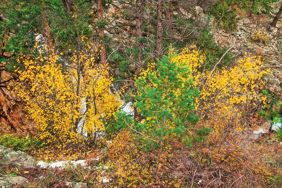 San Isabel National Forest Photograph - Aranyani, The Hindu Goddess Of Forests by Bijan Pirnia San Isabel National Forest Photograph - Aranyani, The Hindu Goddess Of Forests by Bijan Pirnia