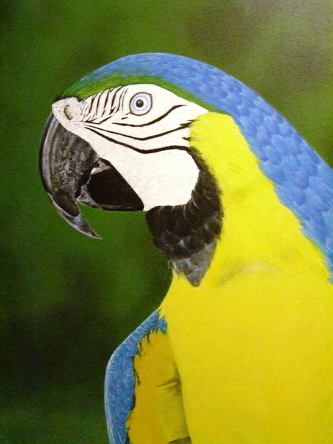 Macaw Painting - Arara Azul by Flavia Lundgren