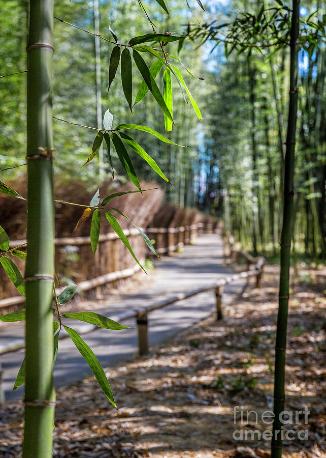 Arashiyama Bambo Forest Kyoto. Photograph by Karen Jorstad