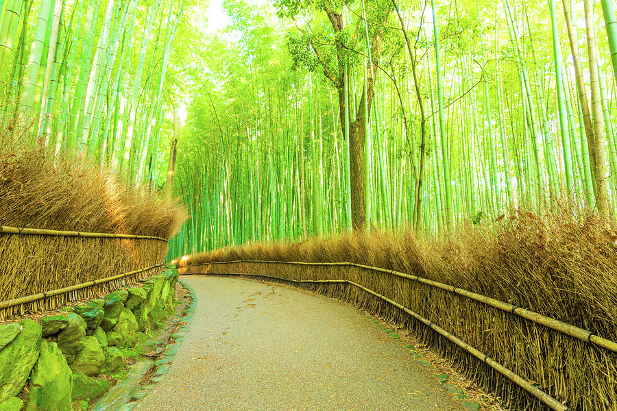 Arashiyama Bamboo Forest Curved Footpath Nobody H Photograph by Pius ...