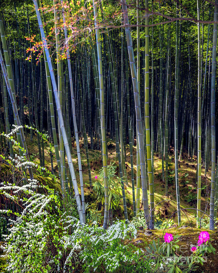 Arashiyama Bamboo Grove Photograph by Karen Jorstad