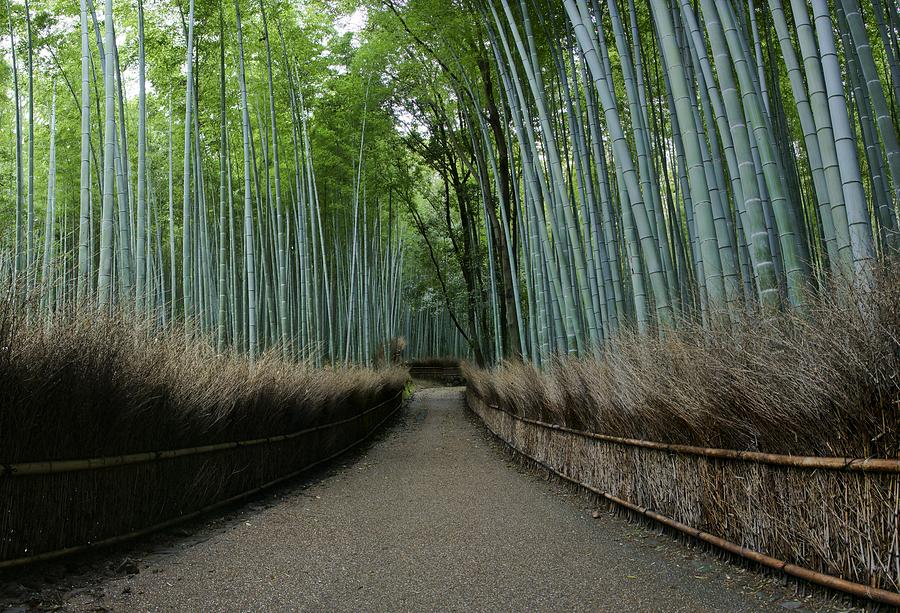Arashiyama Bamboo Grove Morning Photograph by Brian Kamprath