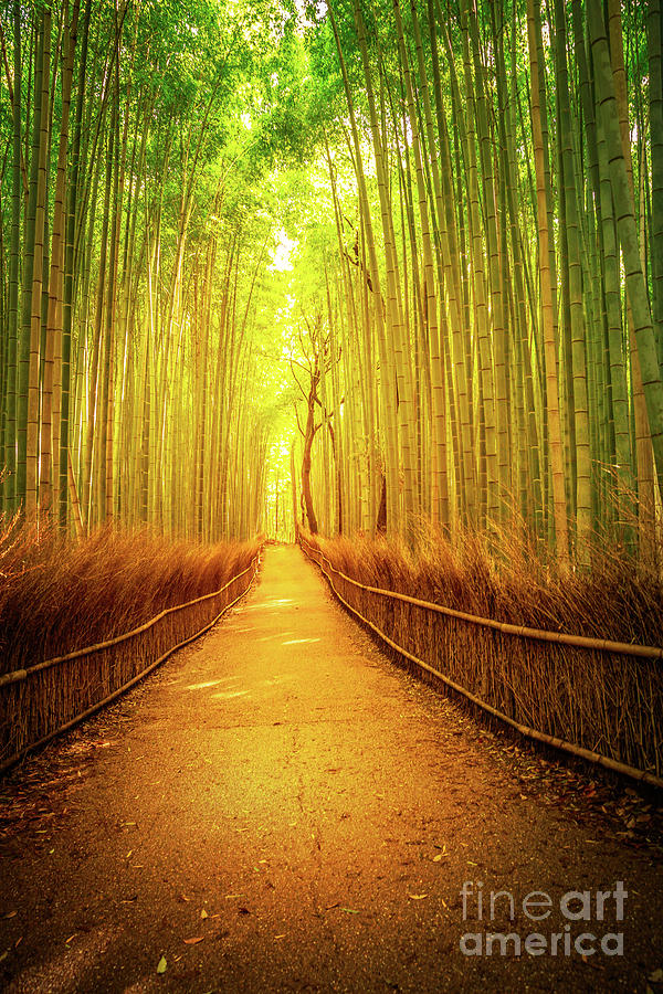 Arashiyama bamboo Kyoto Photograph by Benny Marty