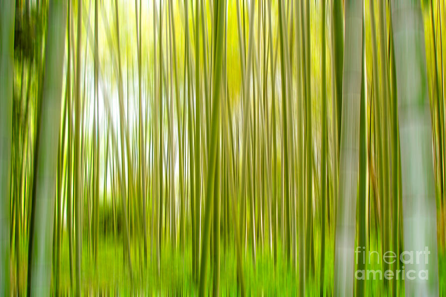 Arashiyama bamboo forest, Kyoto, Japan Photograph by Delphimages Photo Creations
