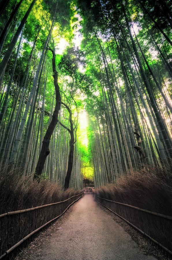 Arashiyama in Kyoto, Japan Photograph by Craig Szymanski