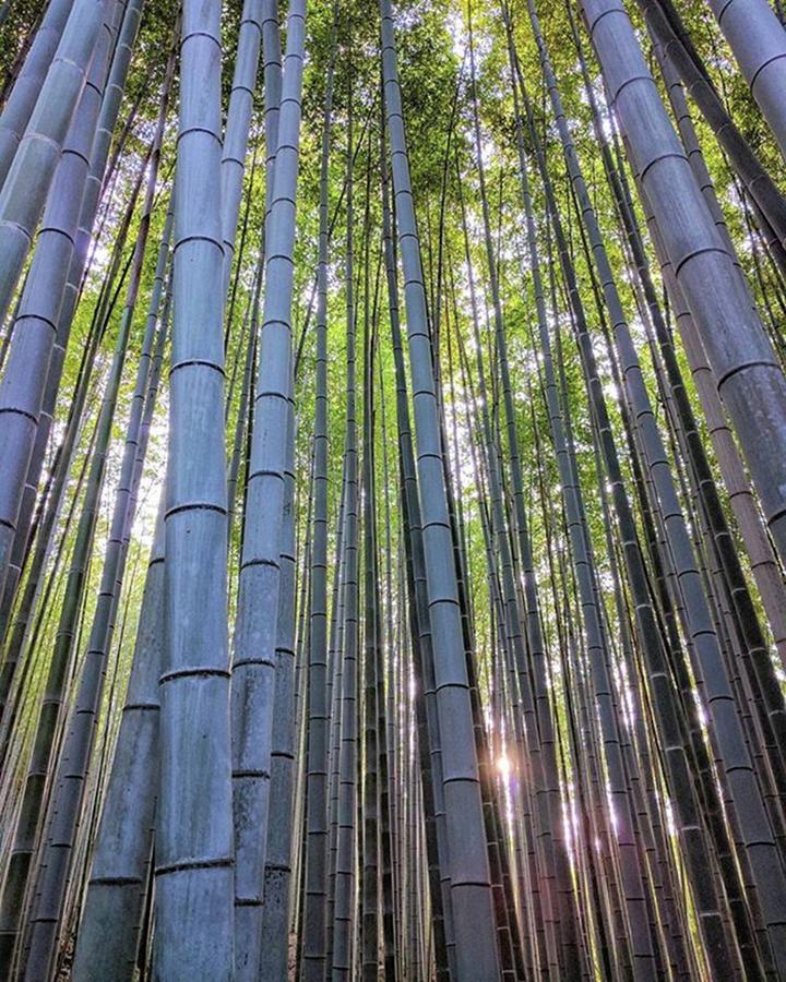 Forest Photograph - Arashiyama 
#bamboo #forest #nexus6p by Craig Szymanski