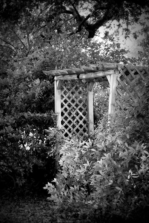 Arbor - BW Photograph by Beth Vincent