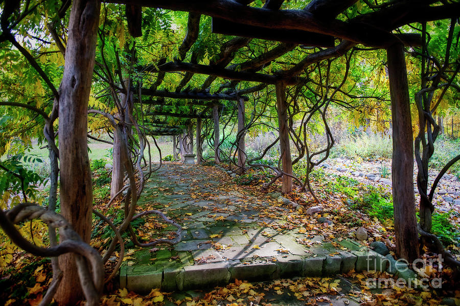 Arbor in Fall Photograph by David Arment