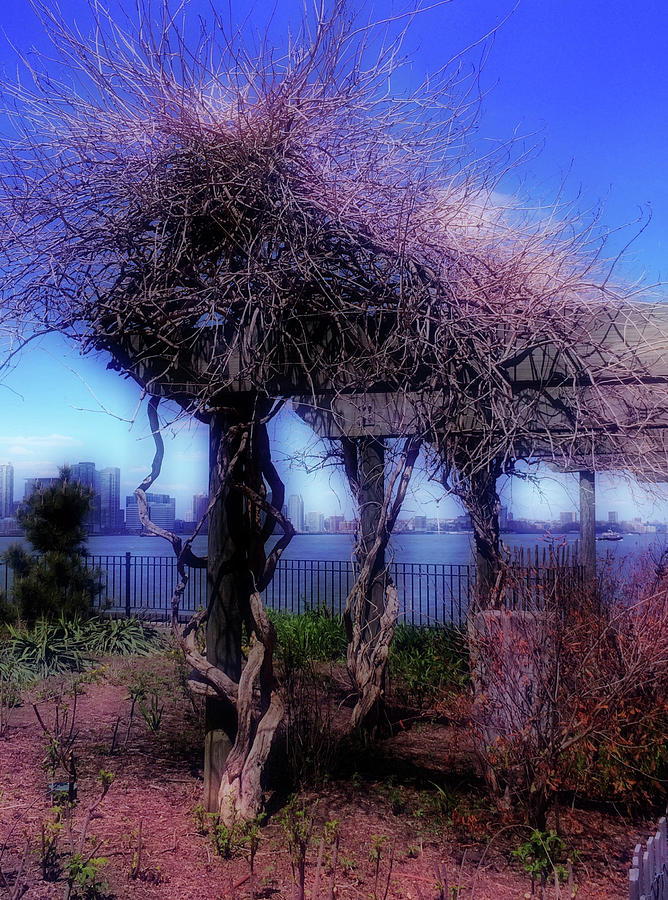 Arbor No. 8-1 Photograph by Sandy Taylor
