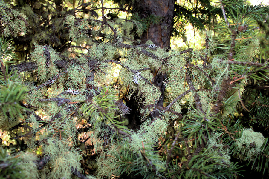 Arboreal Lichens Photograph by Scott Carlton