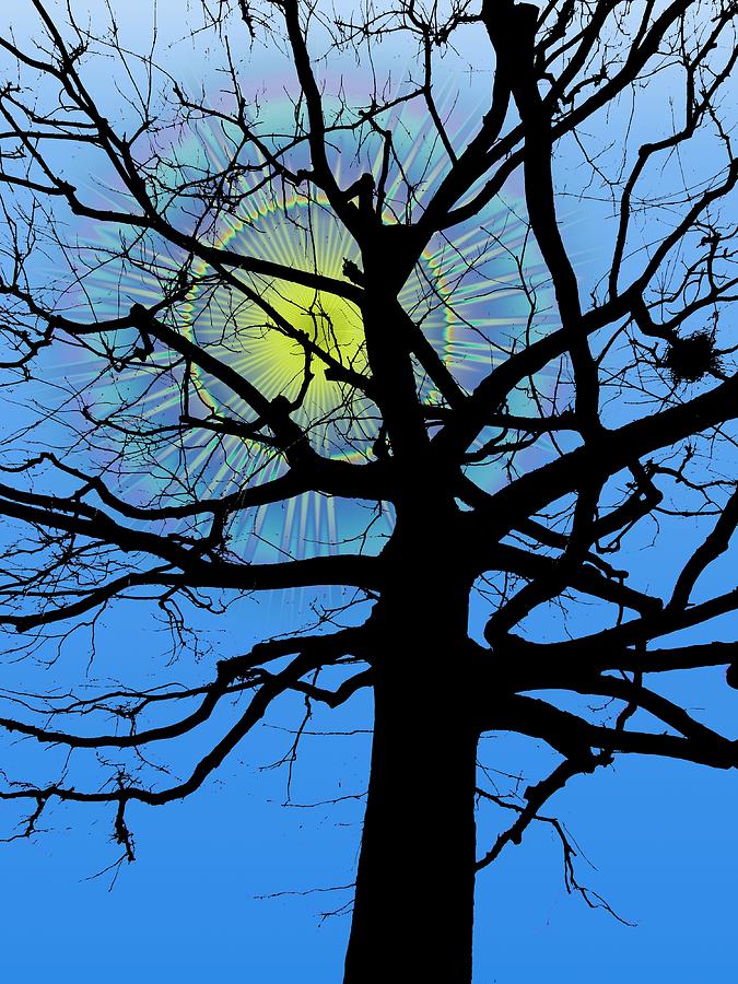 Tree Digital Art - Arboreal Sun by Tim Allen